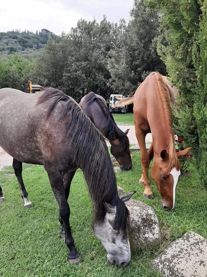 Agriturismo Frantoio Valiani Cortone Extérieur photo